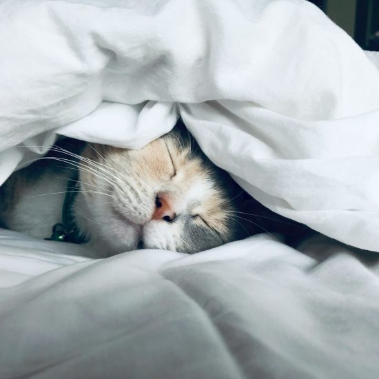 chat sous couette