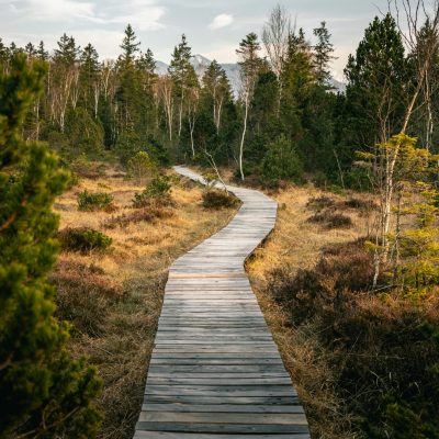 chemin en bois dans forêt