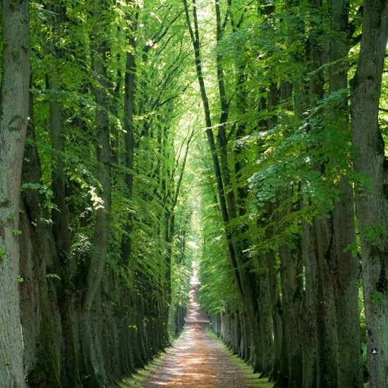chemin verdure