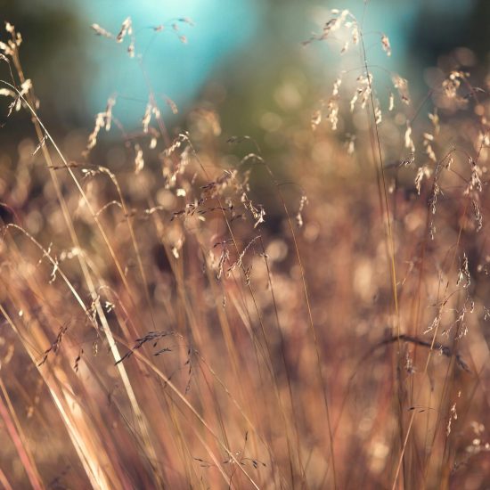 herbes hautes