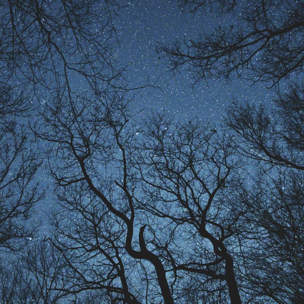 nuit arbre