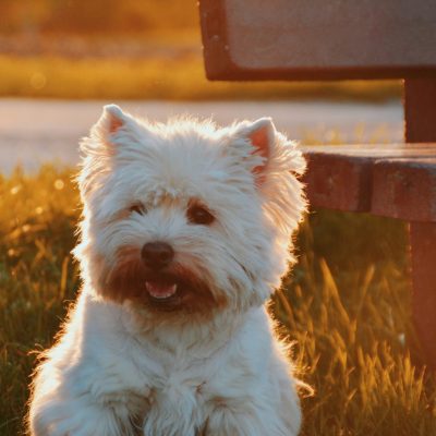 westie